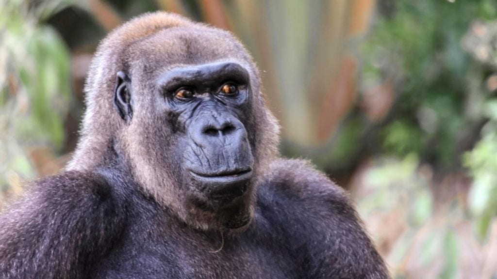 African Primates: Gorilla