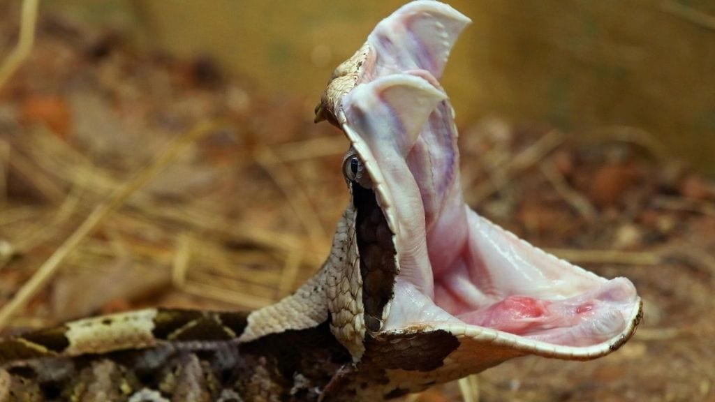 African Snakes Gaboon Viper